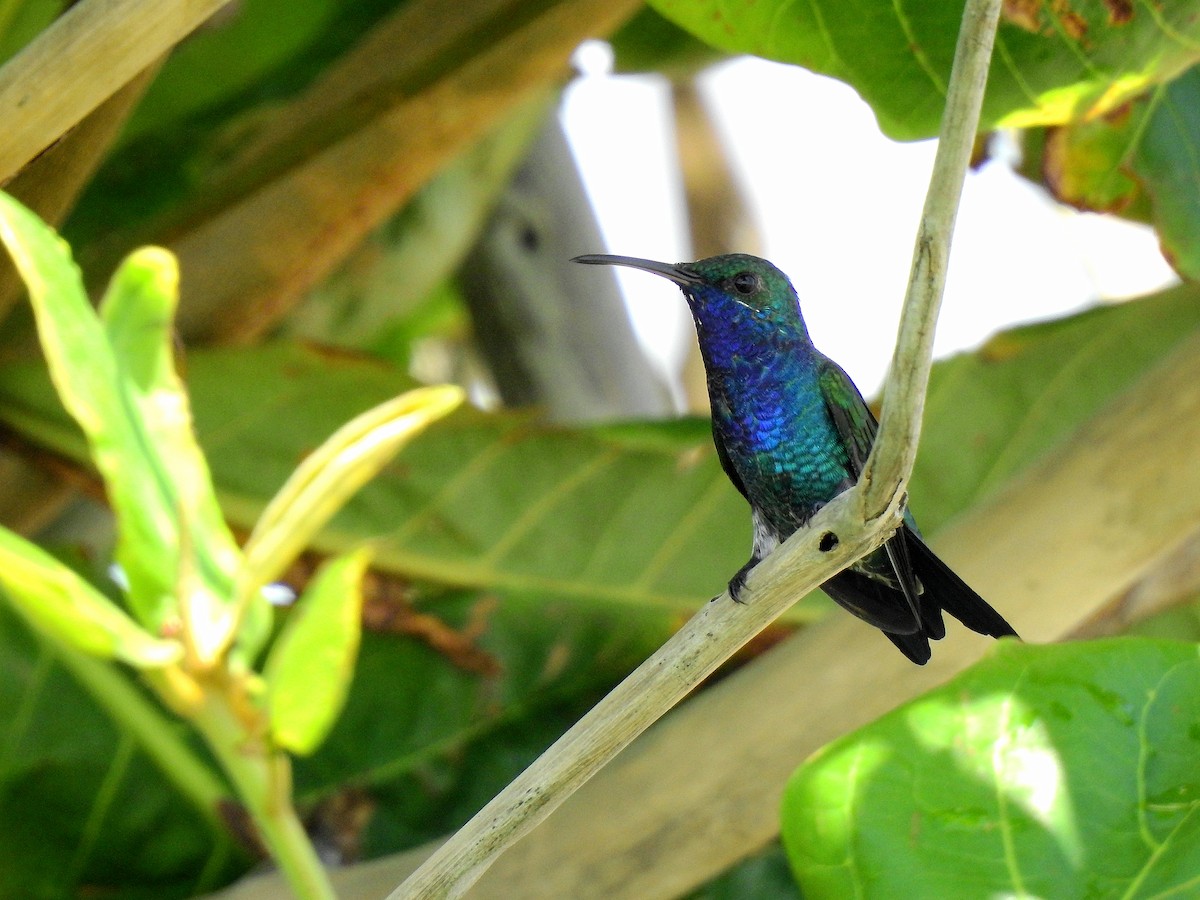 Sapphire-throated Hummingbird - ML624618509