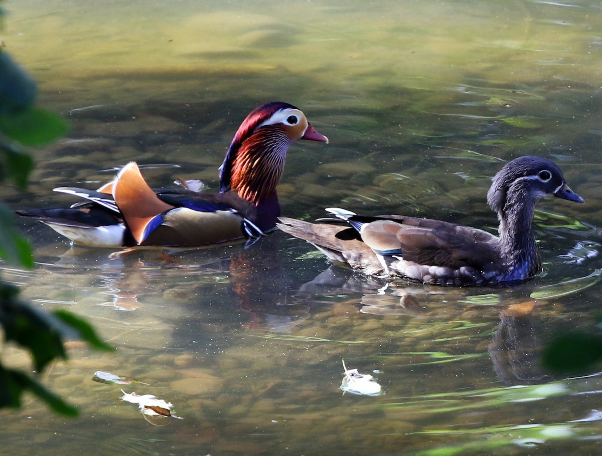 Mandarin Duck - ML624618559