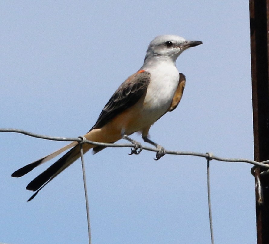 Scissor-tailed Flycatcher - ML624618643