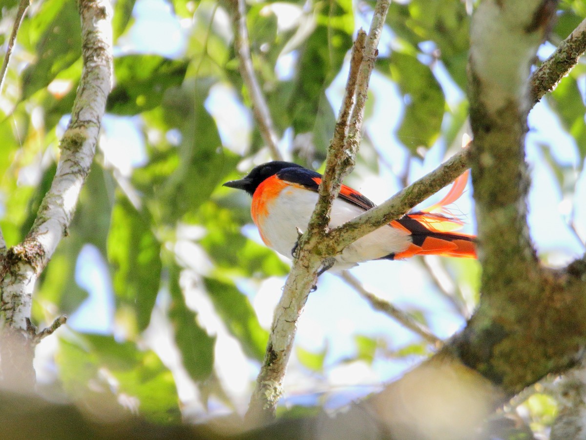 Flores Minivet - ML624618739