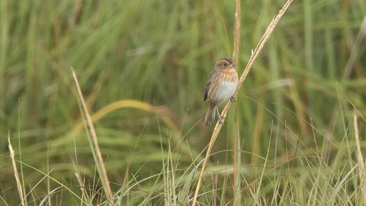 Nelson's Sparrow - ML624618927