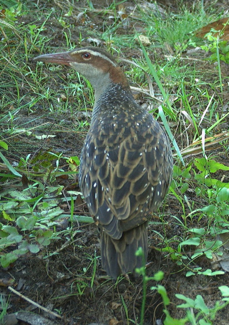 Buff-banded Rail - ML624619032