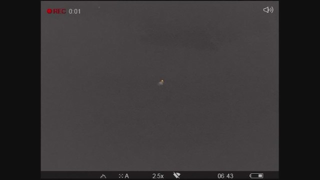 Американский вальдшнеп - ML624619102