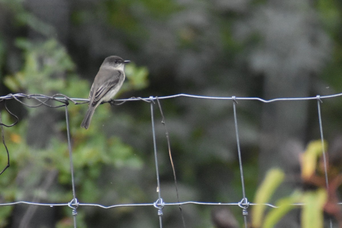 Eastern Phoebe - ML624619339