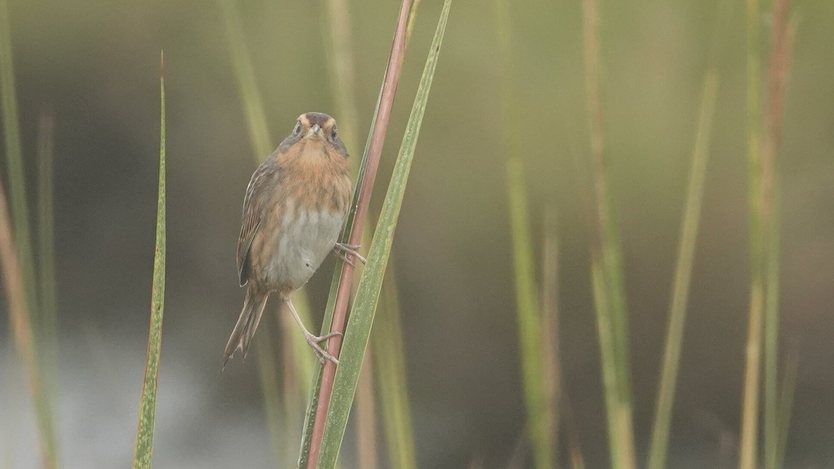 Nelson's Sparrow - ML624619372