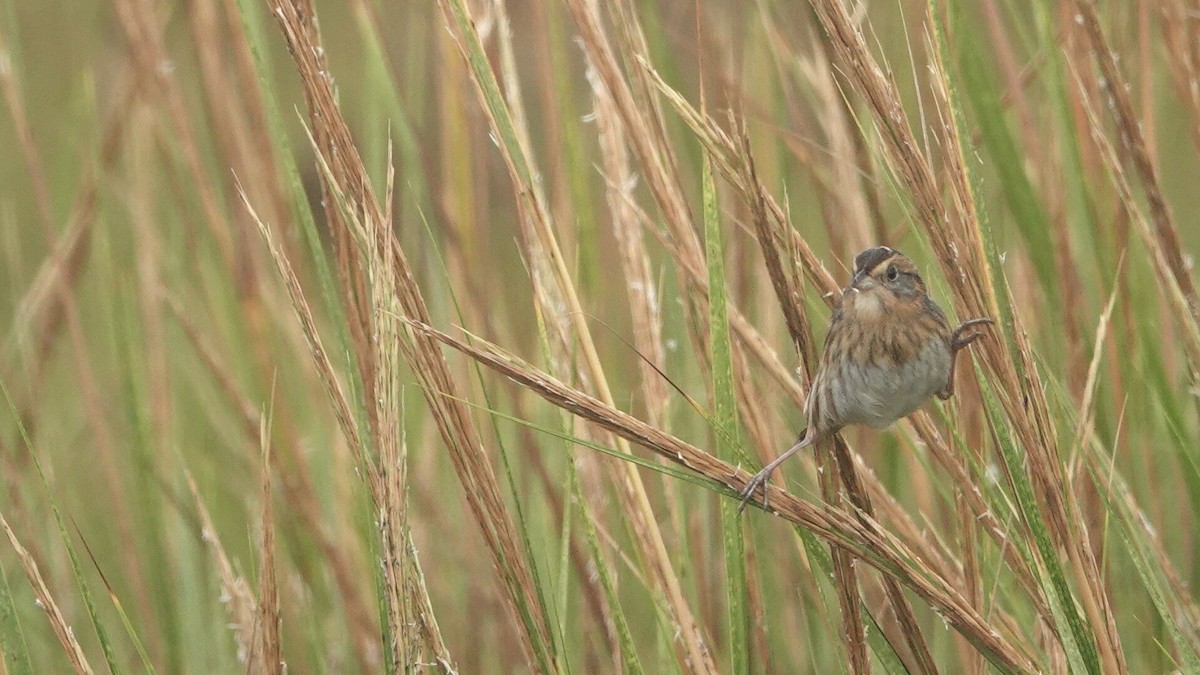 Nelson's Sparrow - ML624619373