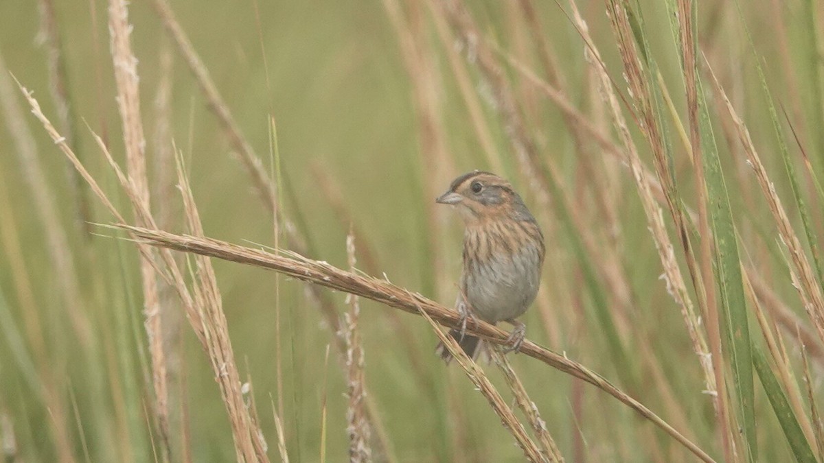 Nelson's Sparrow - ML624619374