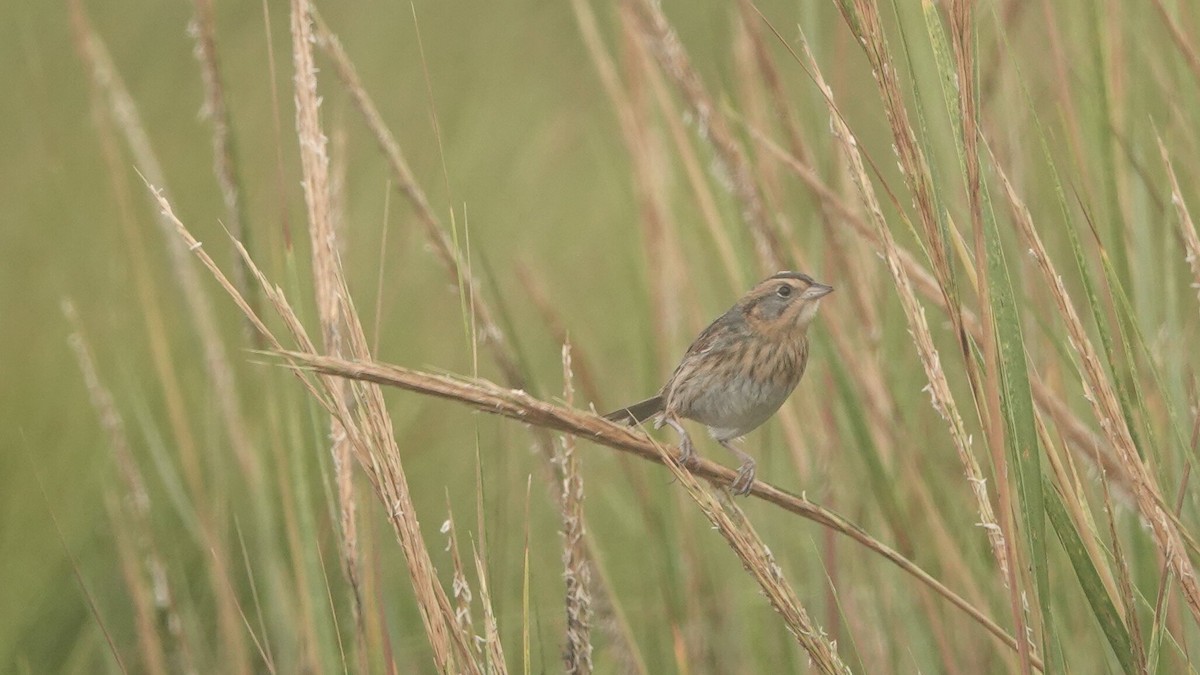 Nelson's Sparrow - ML624619375