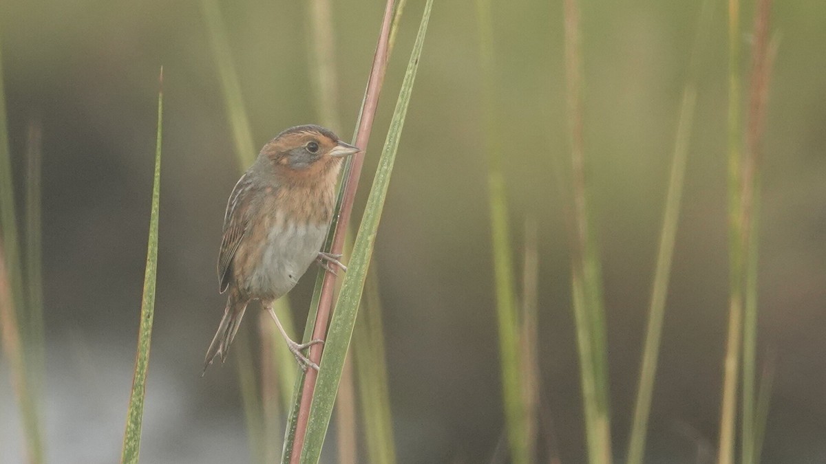 Nelson's Sparrow - ML624619376