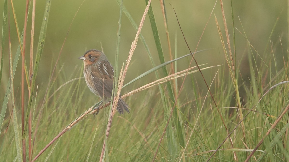 Nelson's Sparrow - ML624619377