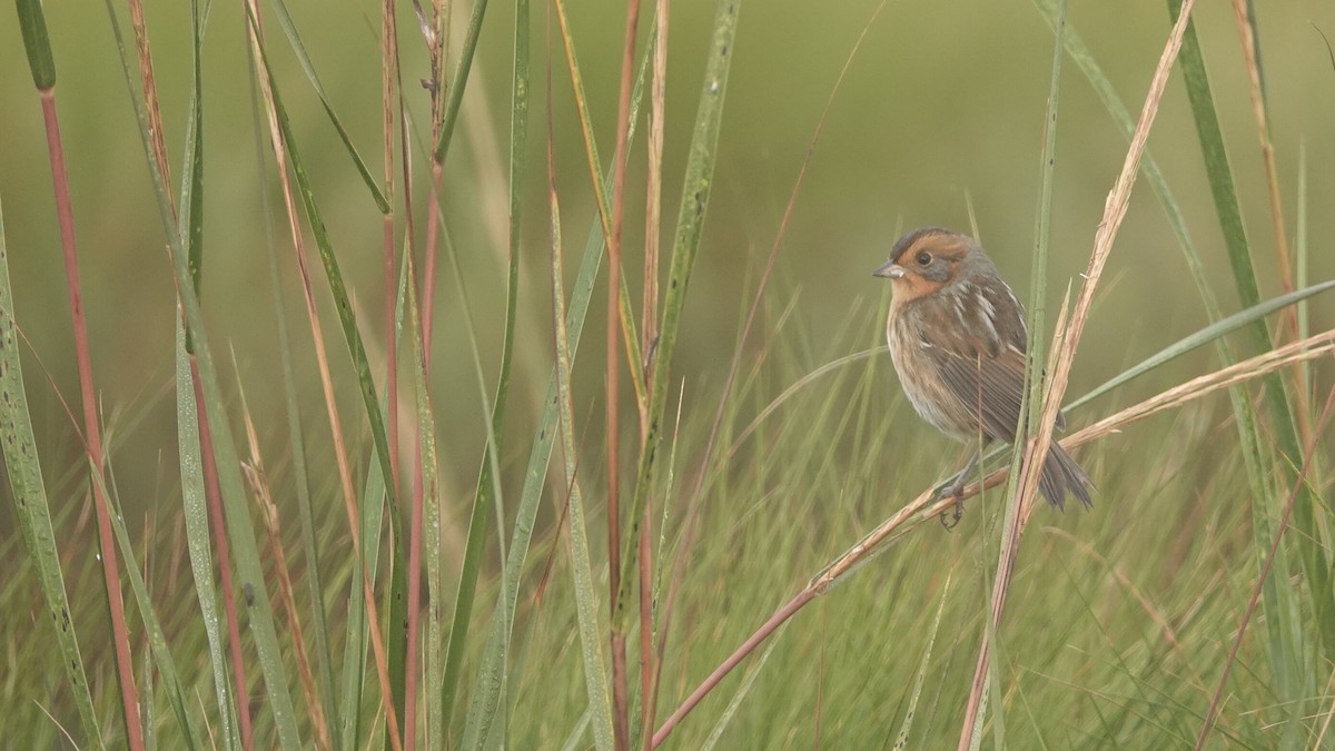 Nelson's Sparrow - ML624619378