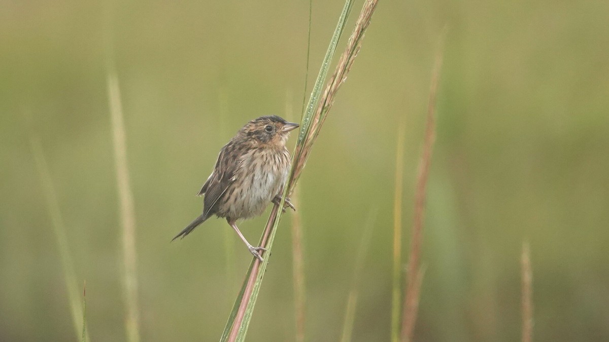 Saltmarsh Sparrow - ML624619387