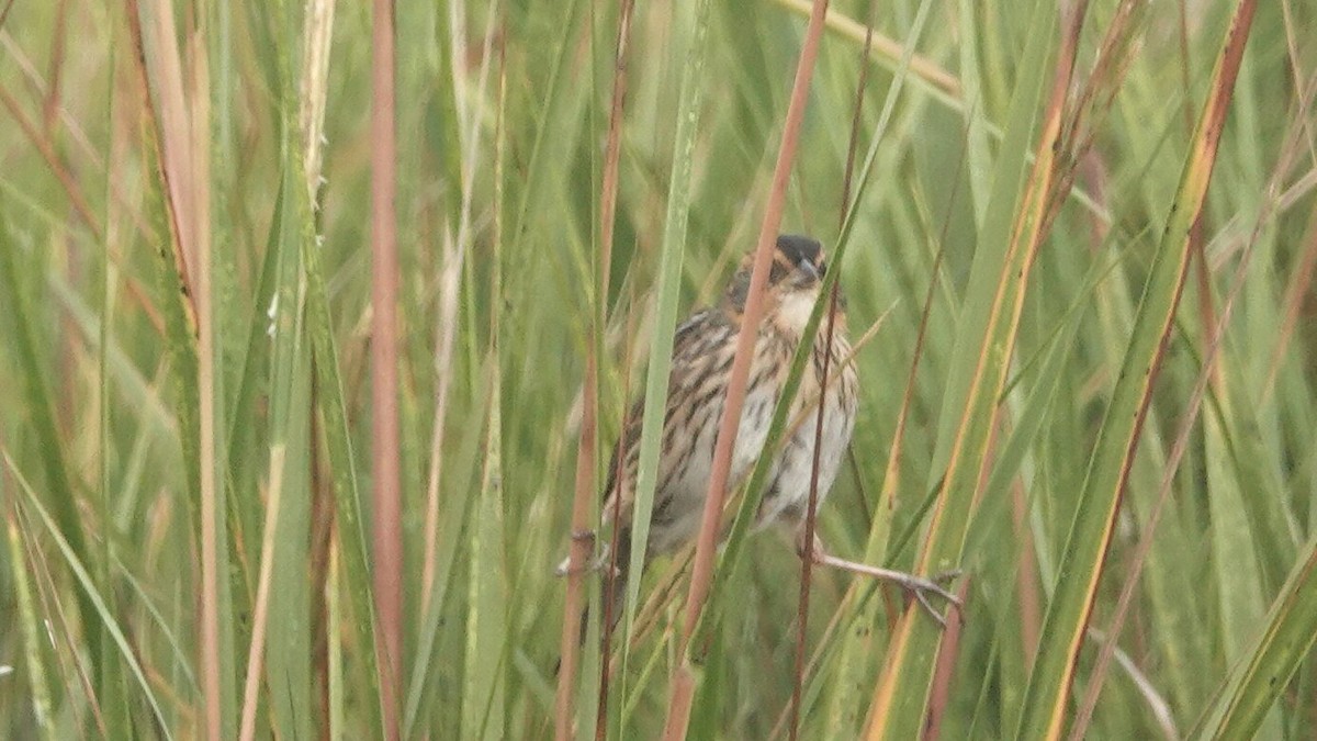 Saltmarsh Sparrow - ML624619388