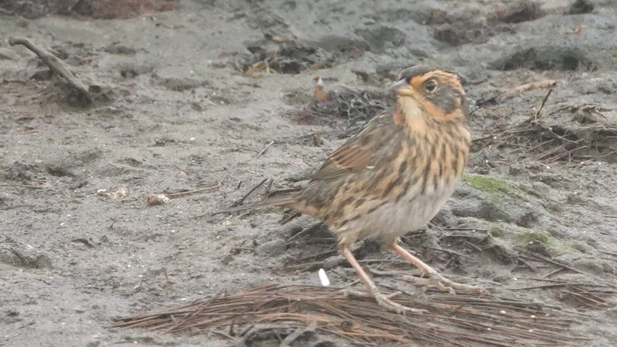 Saltmarsh Sparrow - ML624619422