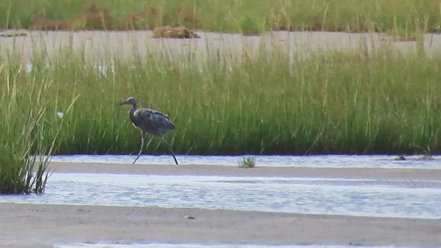 アカクロサギ - ML624619521