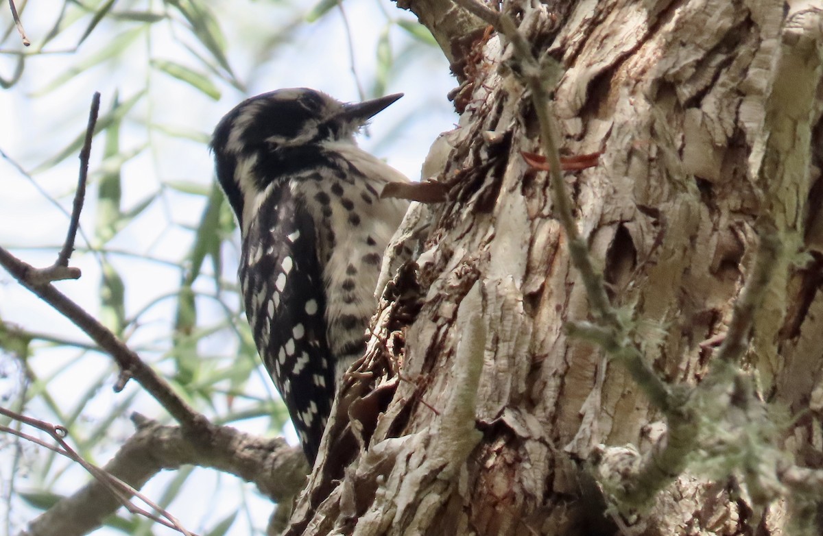 Nuttall's Woodpecker - ML624619556