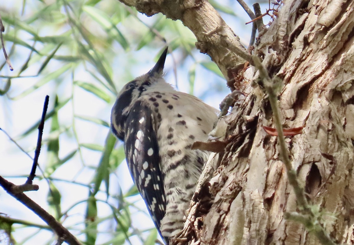 Nuttall's Woodpecker - ML624619559