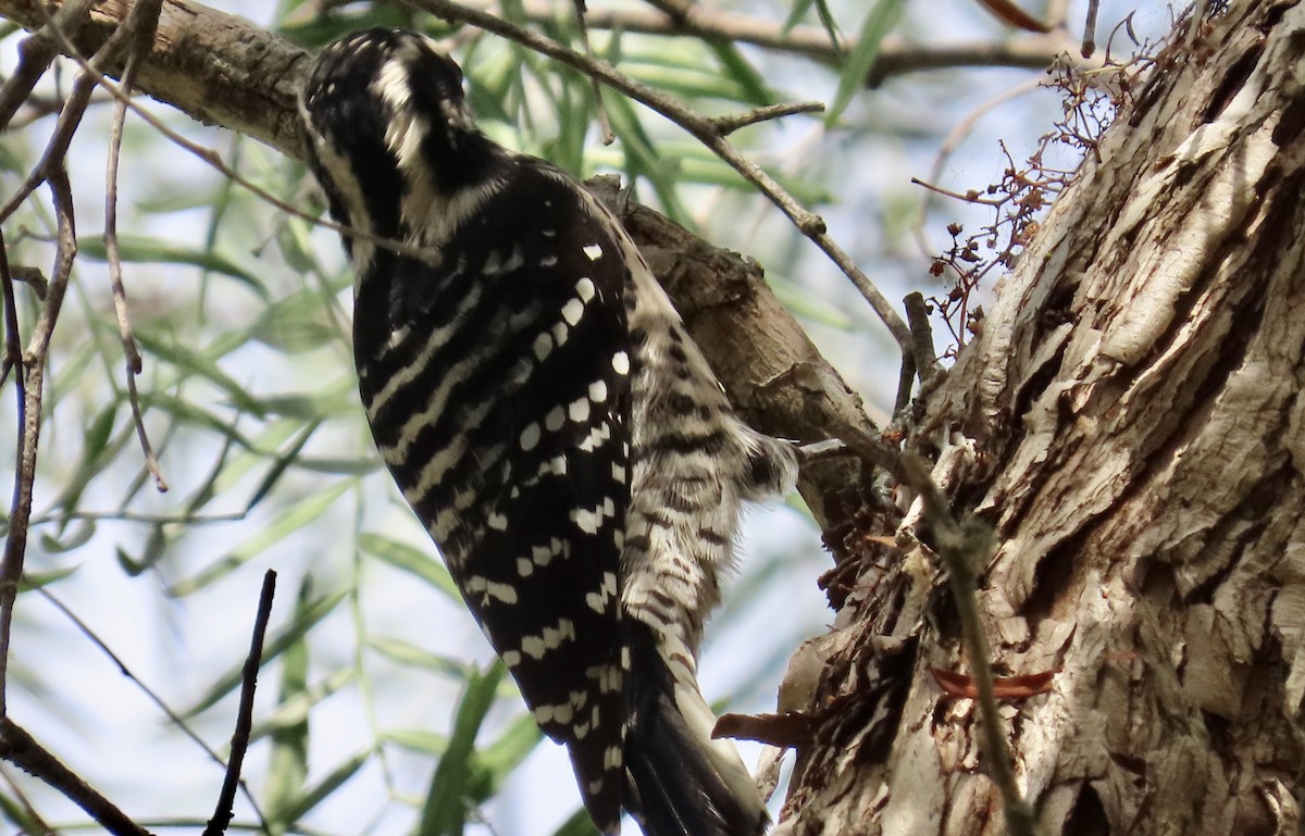 Nuttall's Woodpecker - ML624619560