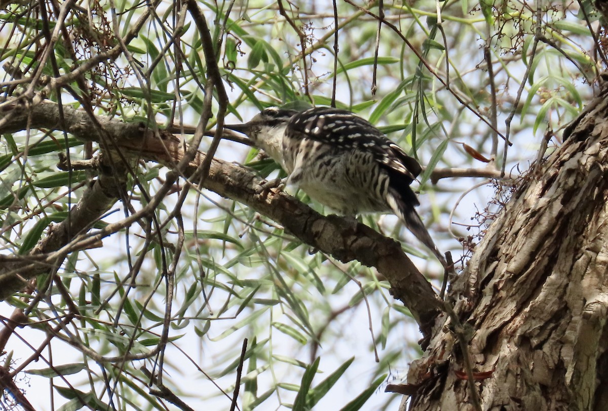 Nuttall's Woodpecker - ML624619562