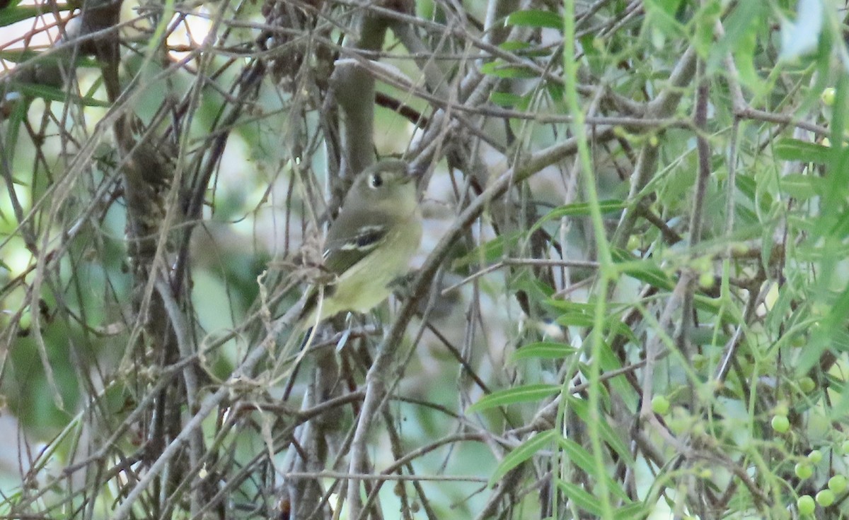 Hutton's Vireo - ML624619583