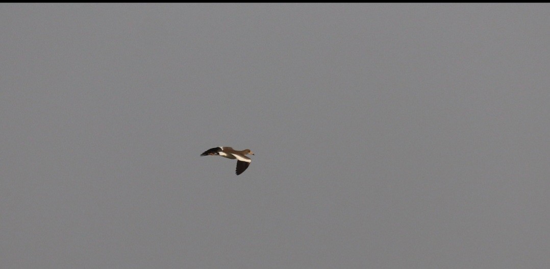 Gray-headed Lapwing - ML624619974