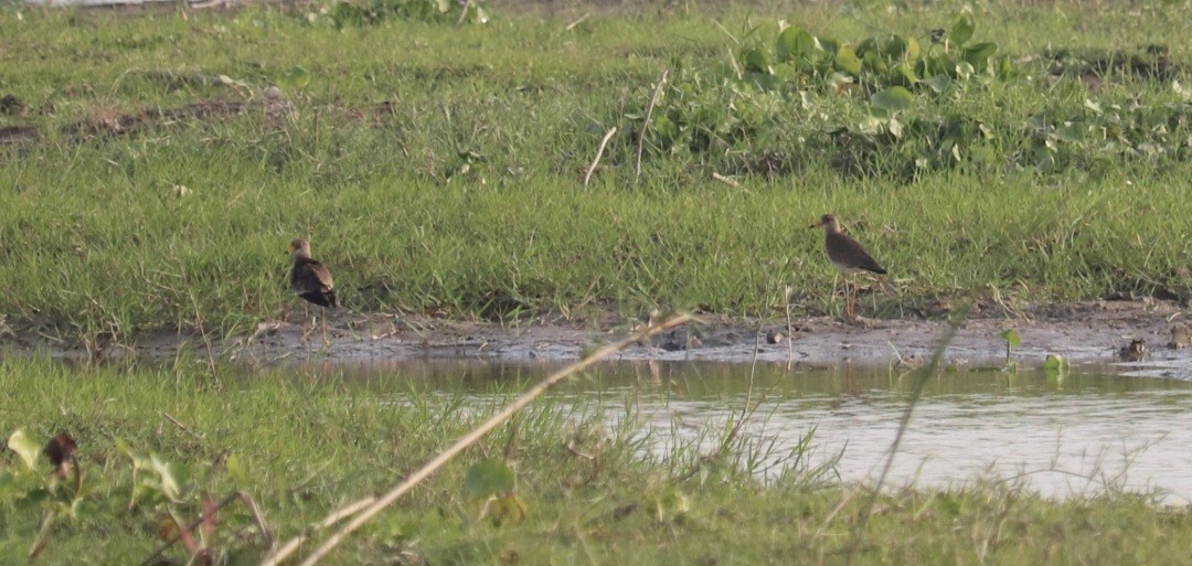 Gray-headed Lapwing - ML624619976