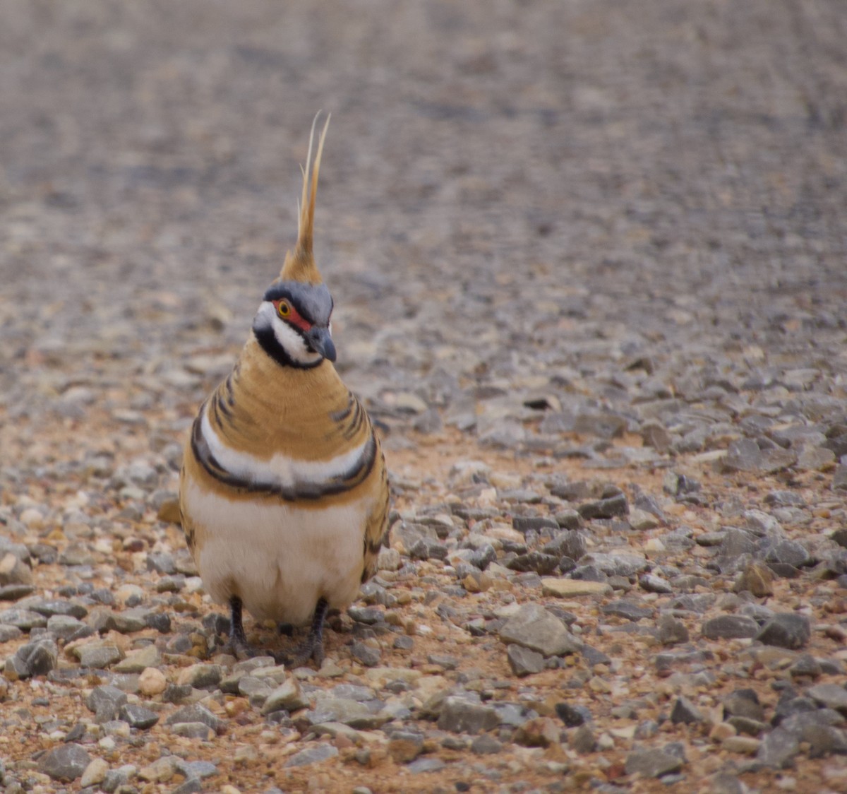 Spinifex Pigeon - ML624620038