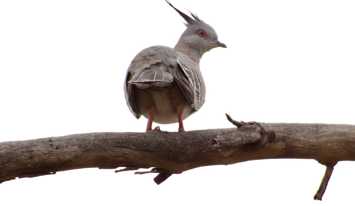 Crested Pigeon - ML624620076