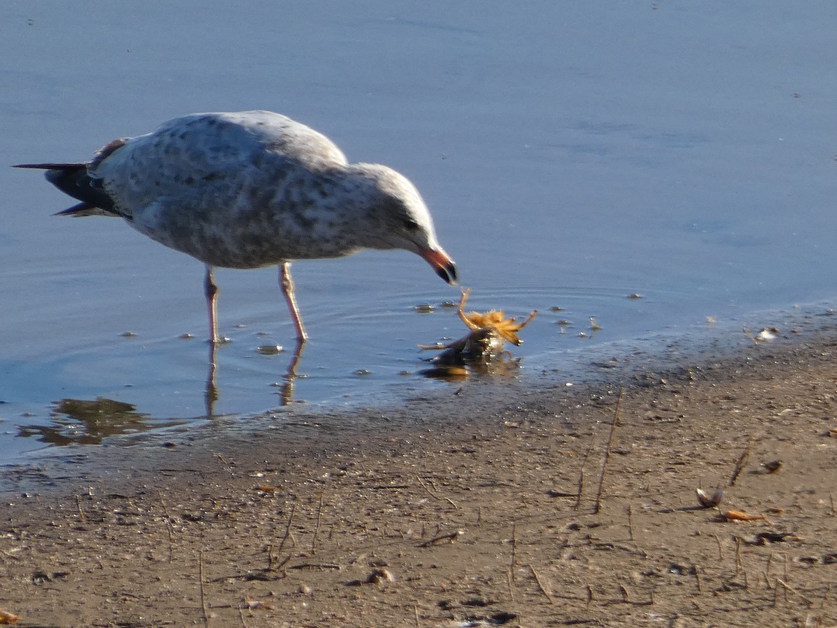 Ring-billed Gull - ML624620081
