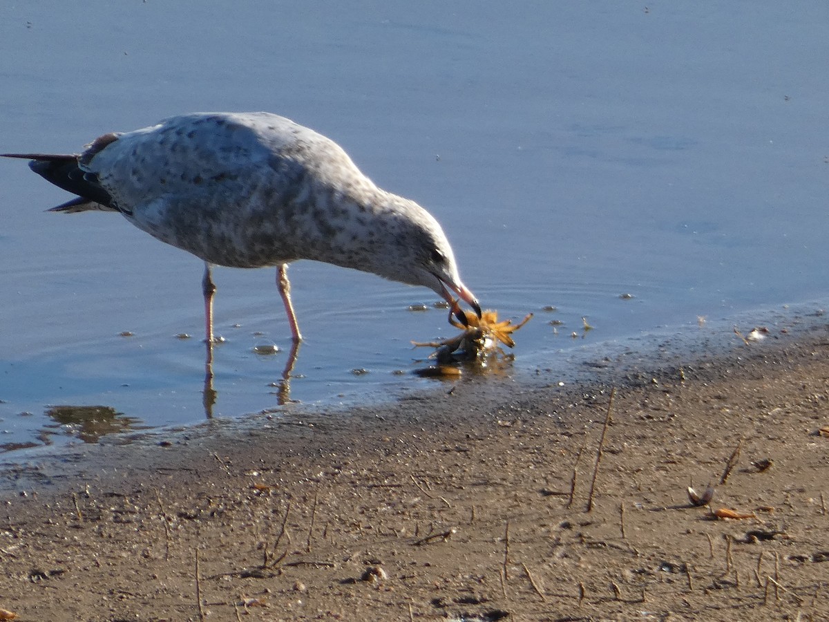 Ring-billed Gull - ML624620082
