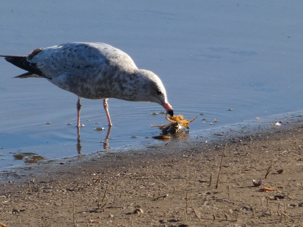 Ring-billed Gull - ML624620083