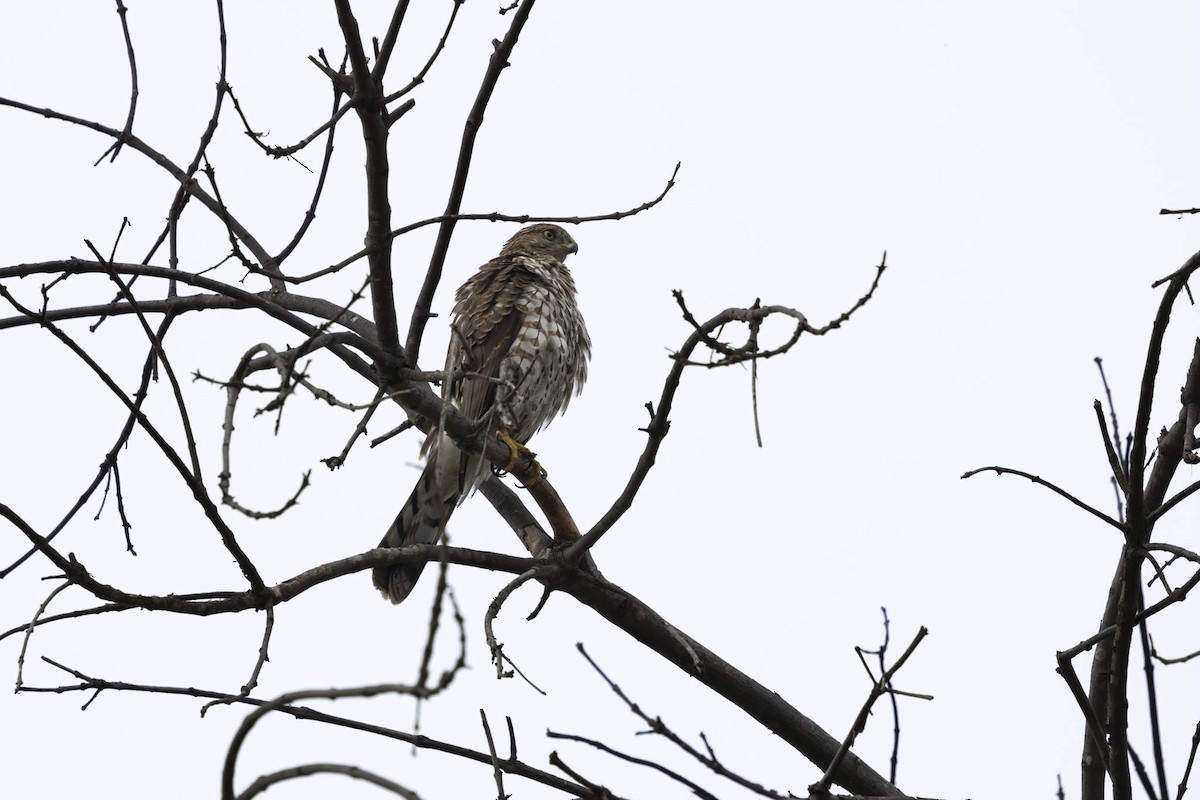 jestřáb americký - ML624620103