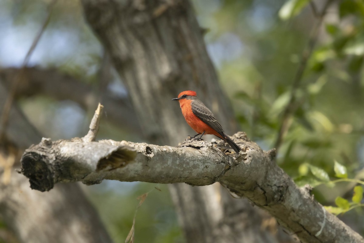 Vermilion Flycatcher - ML624620112