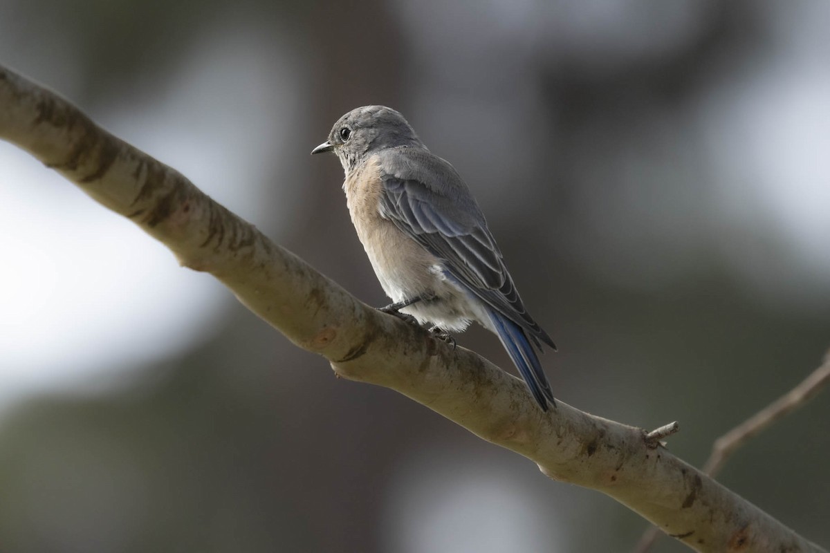 salašník západní - ML624620115