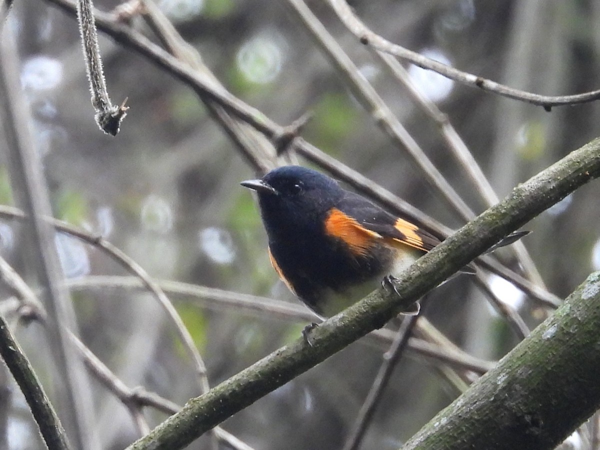 American Redstart - ML624620185
