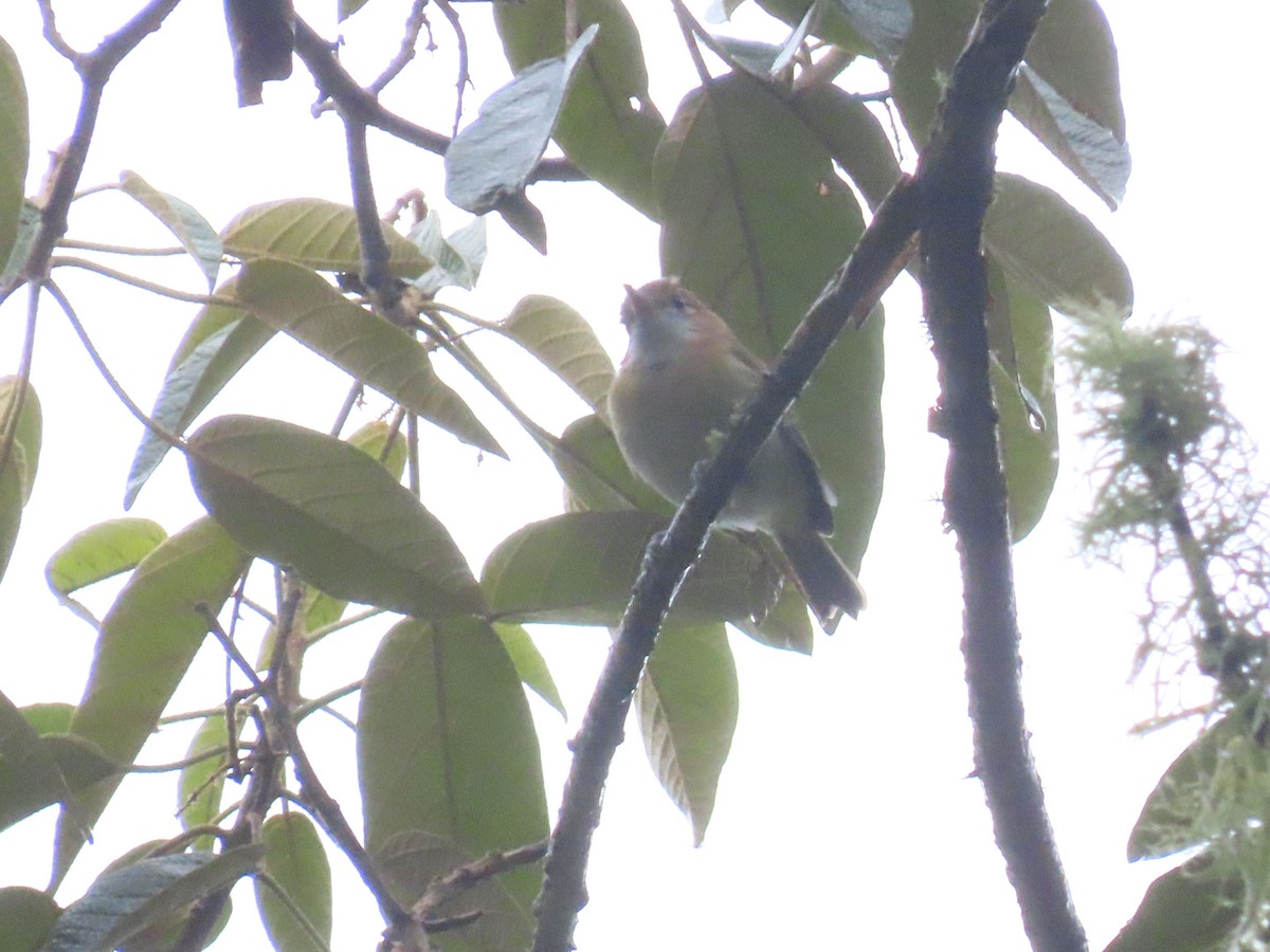 Rufous-naped Greenlet - ML624620239