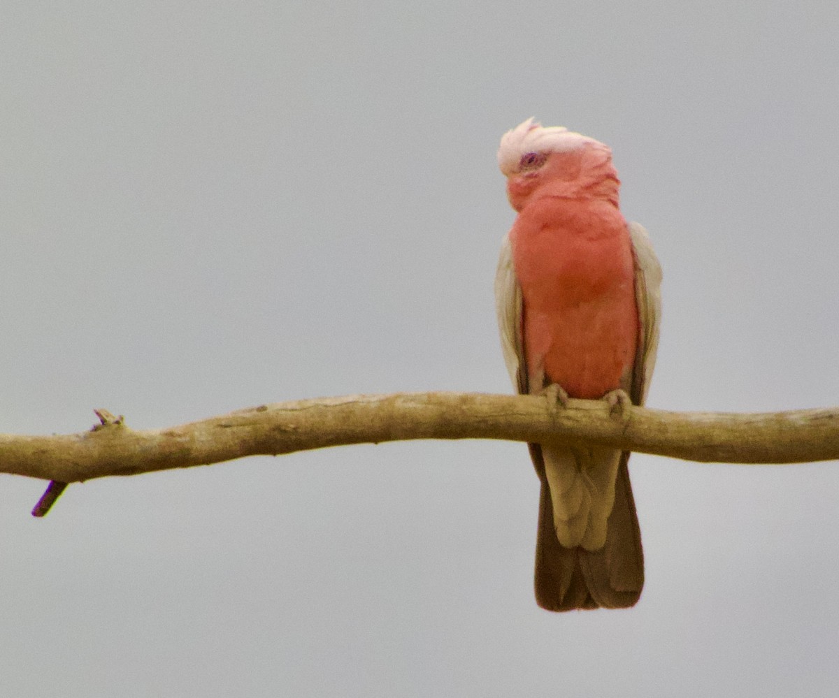 Galah - ML624620292