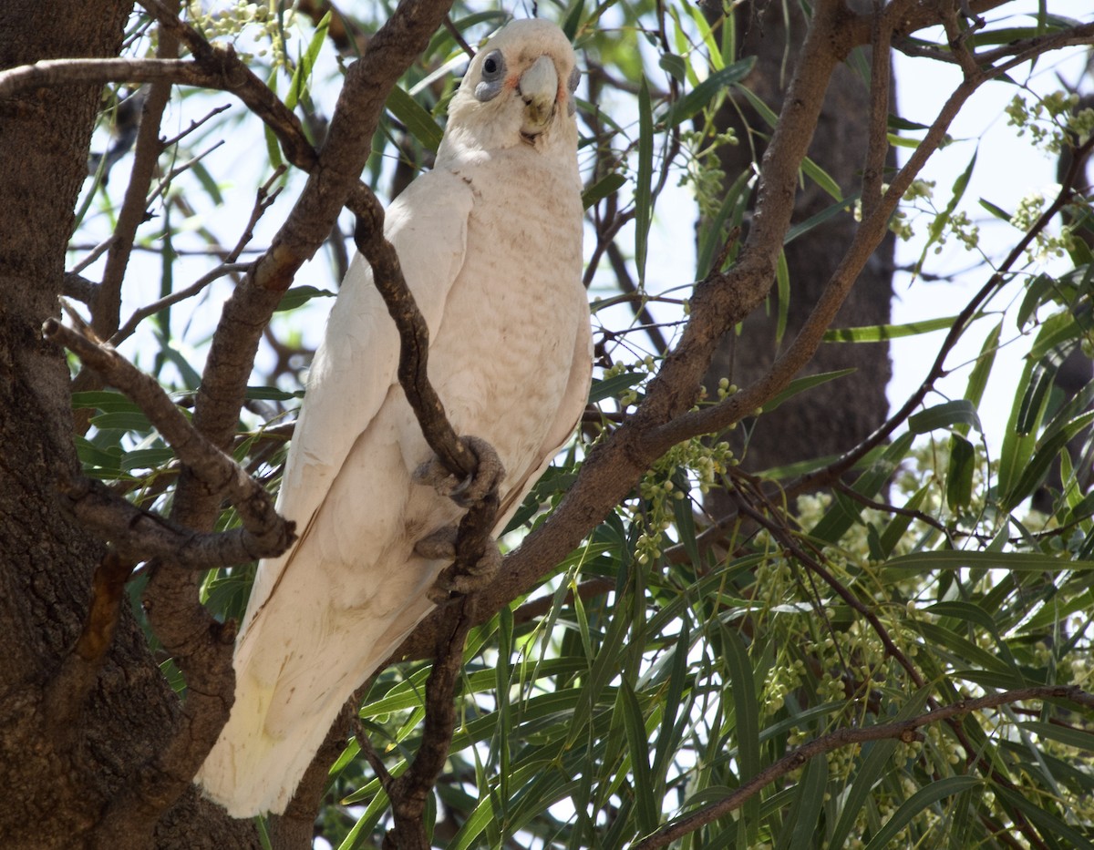 Little Corella - ML624620319