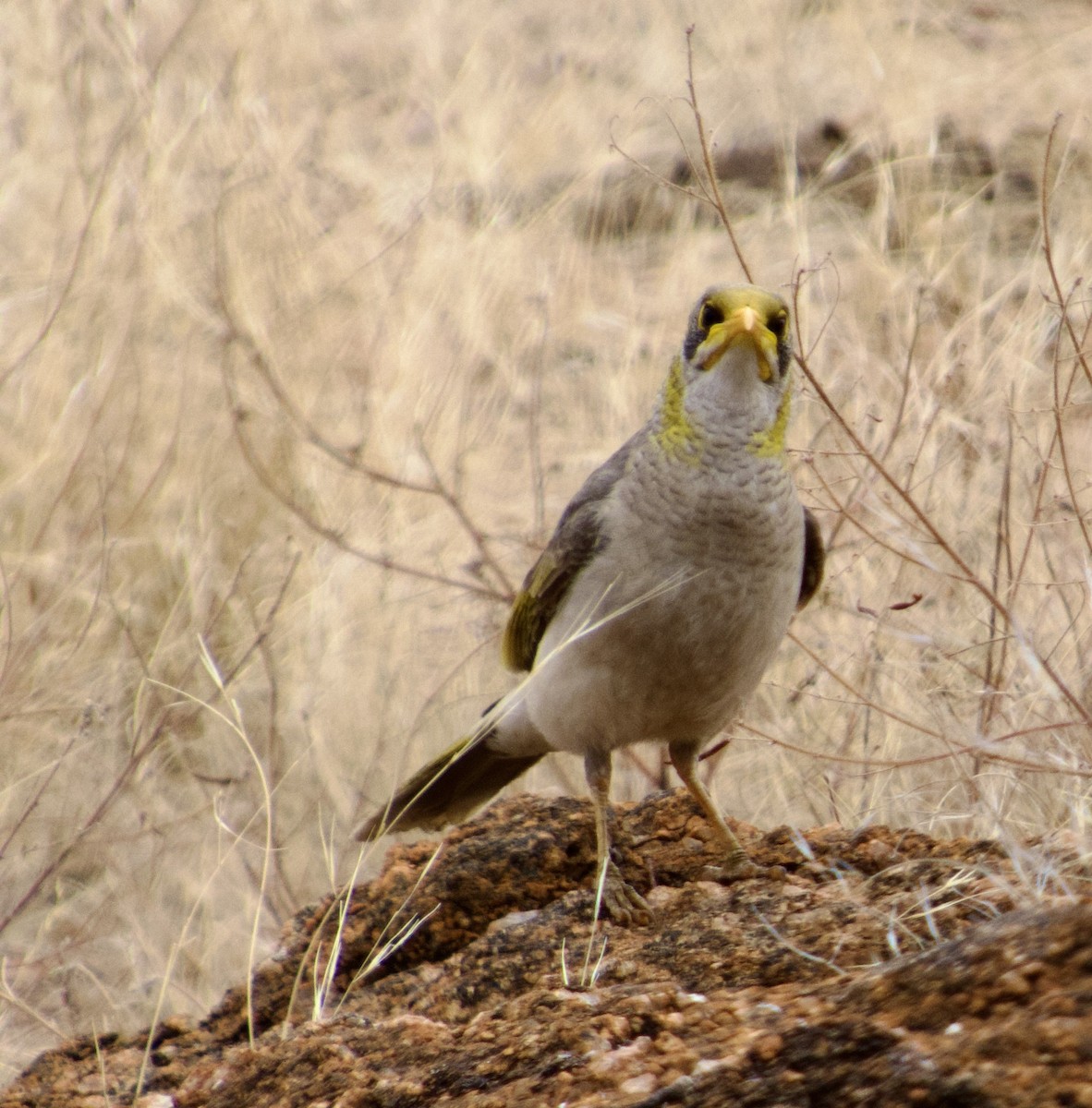 Yellow-throated Miner - ML624620375