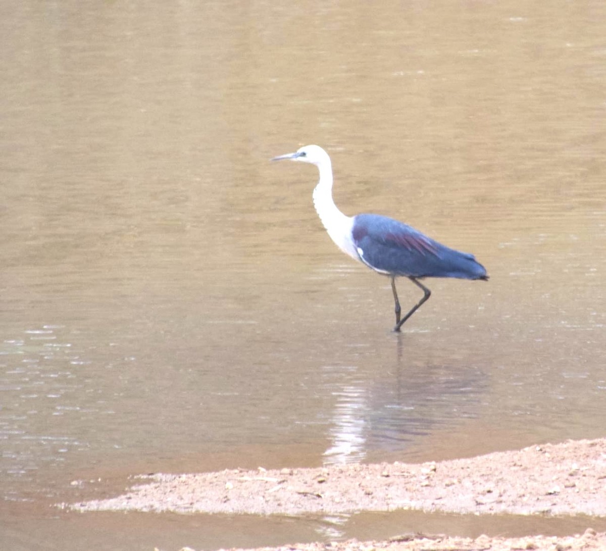 Pacific Heron - ML624620409