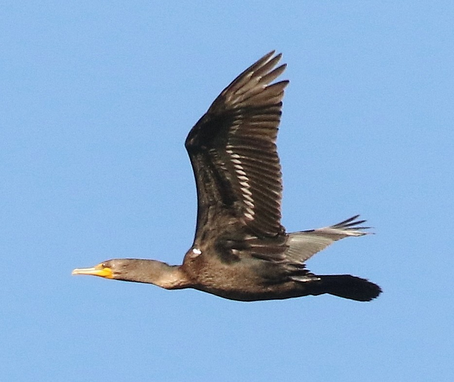 Double-crested Cormorant - ML624620509