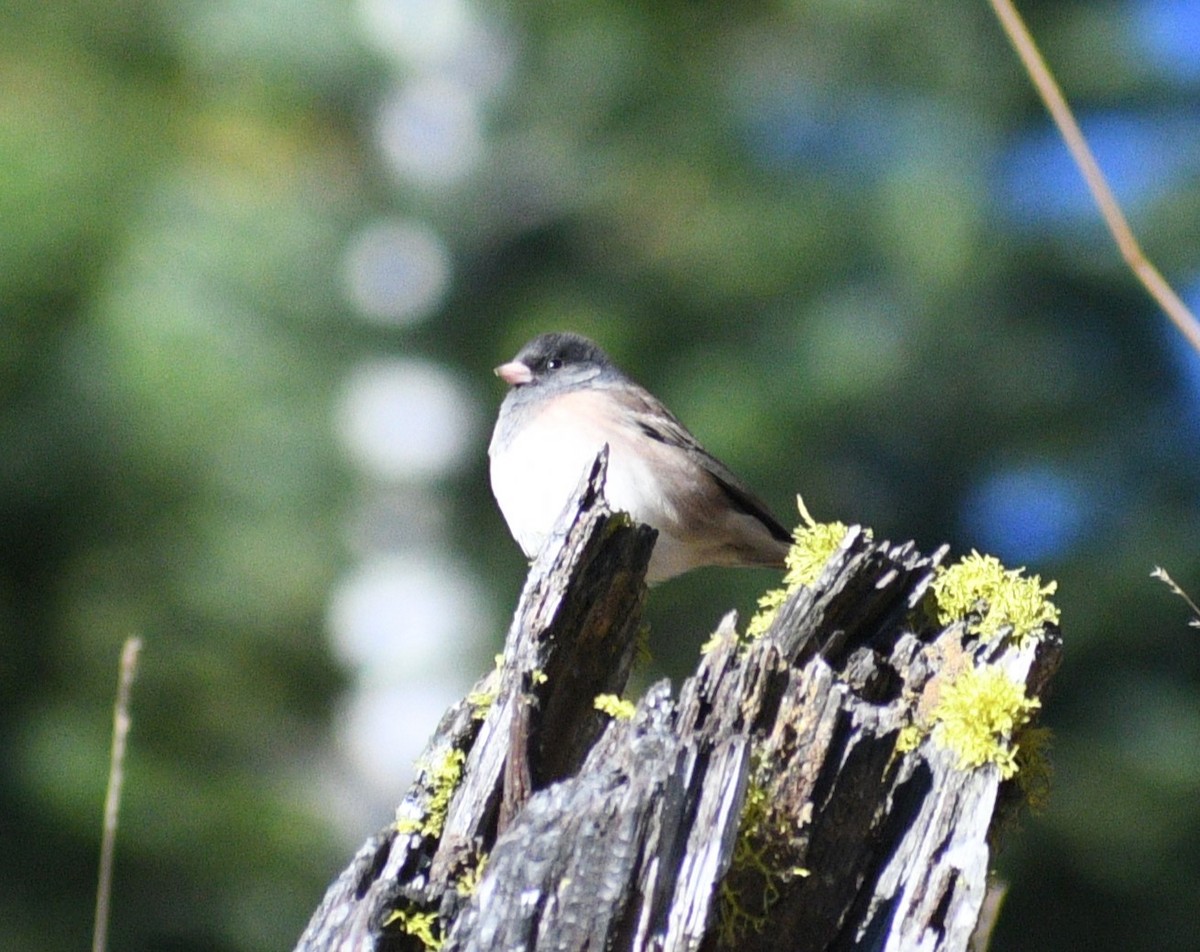 Dark-eyed Junco - ML624620527