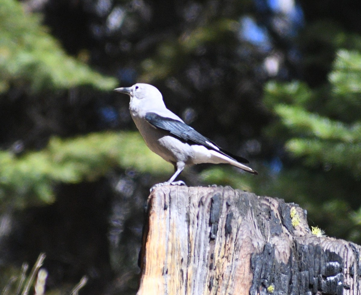 Clark's Nutcracker - ML624620554