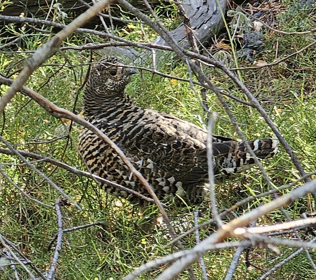 Spruce Grouse - ML624620569