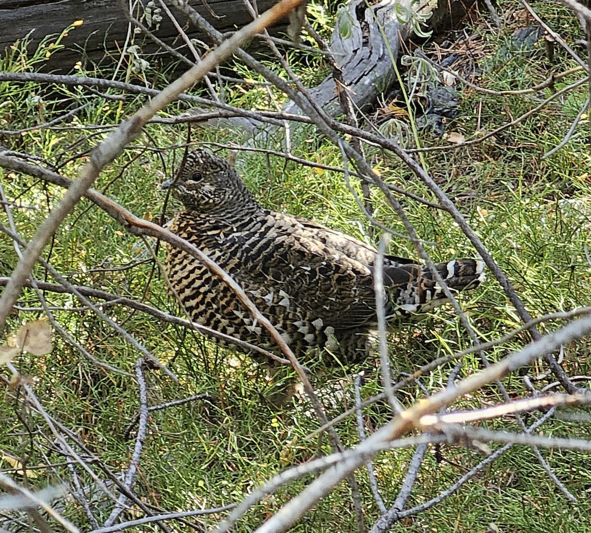 Spruce Grouse - ML624620572