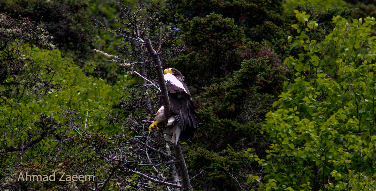 Riesenseeadler - ML624620581