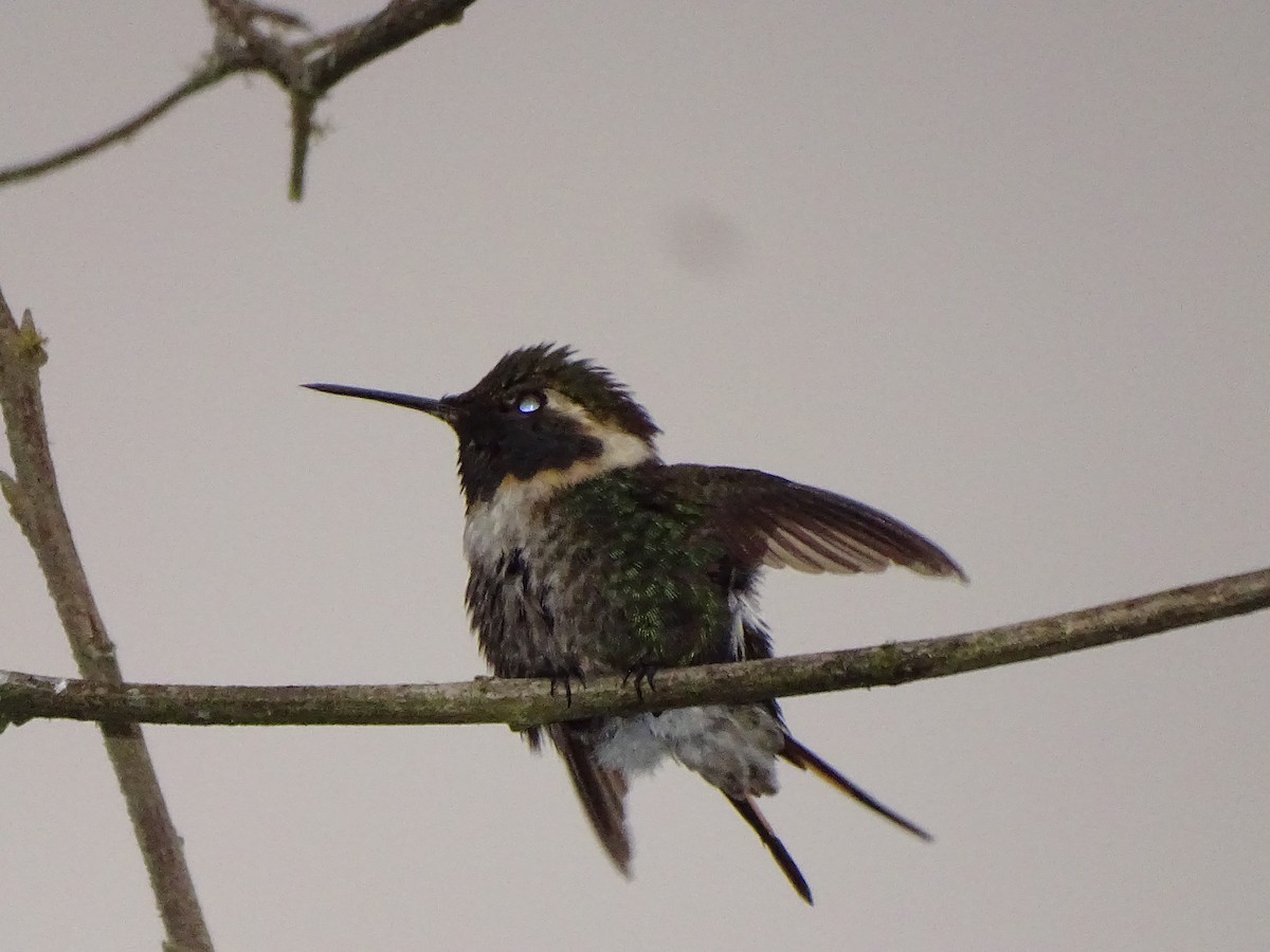 Colibri bourdon - ML624620590
