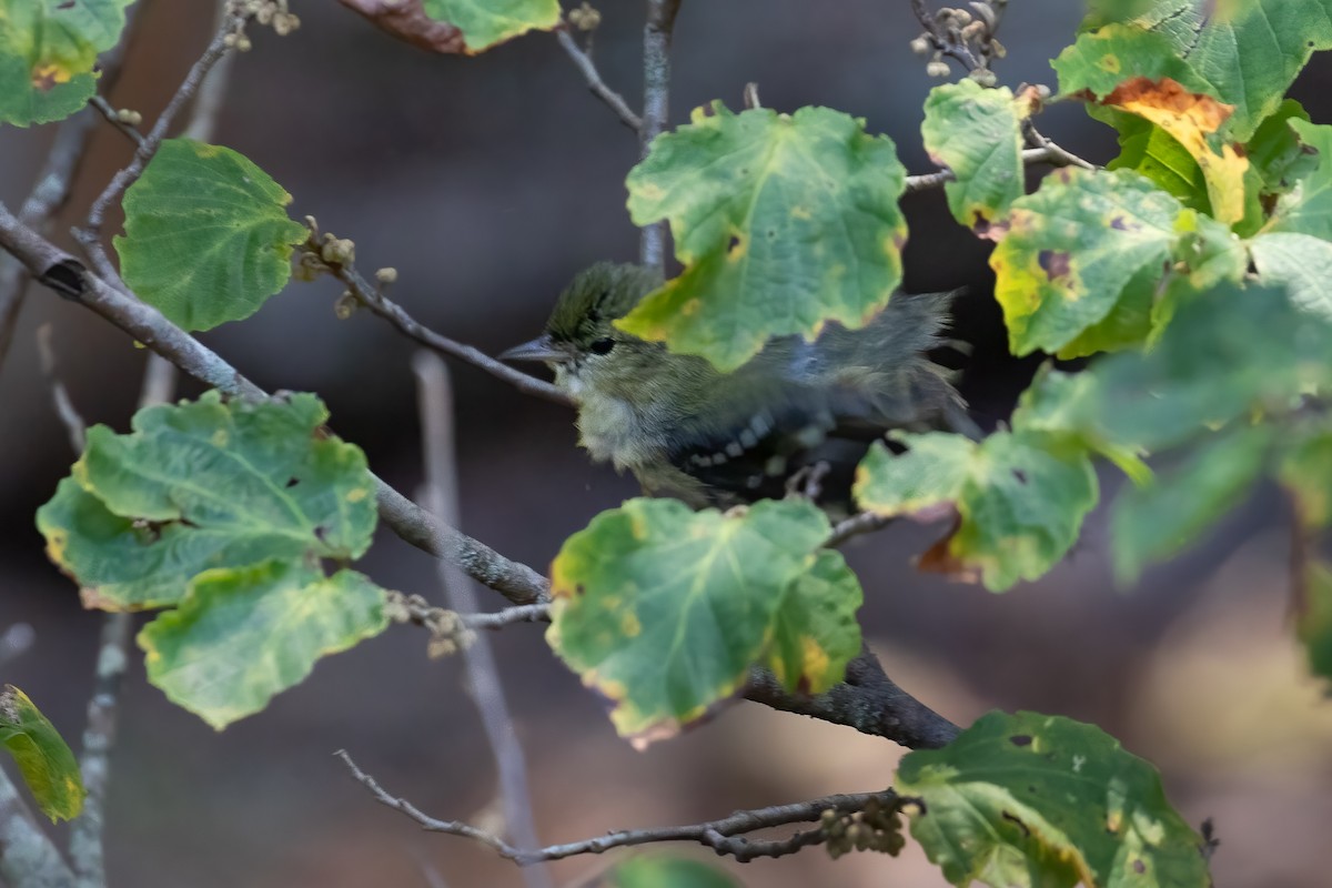 Blackpoll Warbler - ML624620703