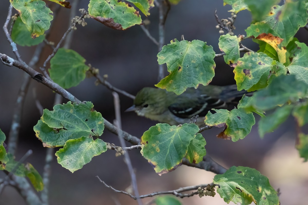 Blackpoll Warbler - ML624620721