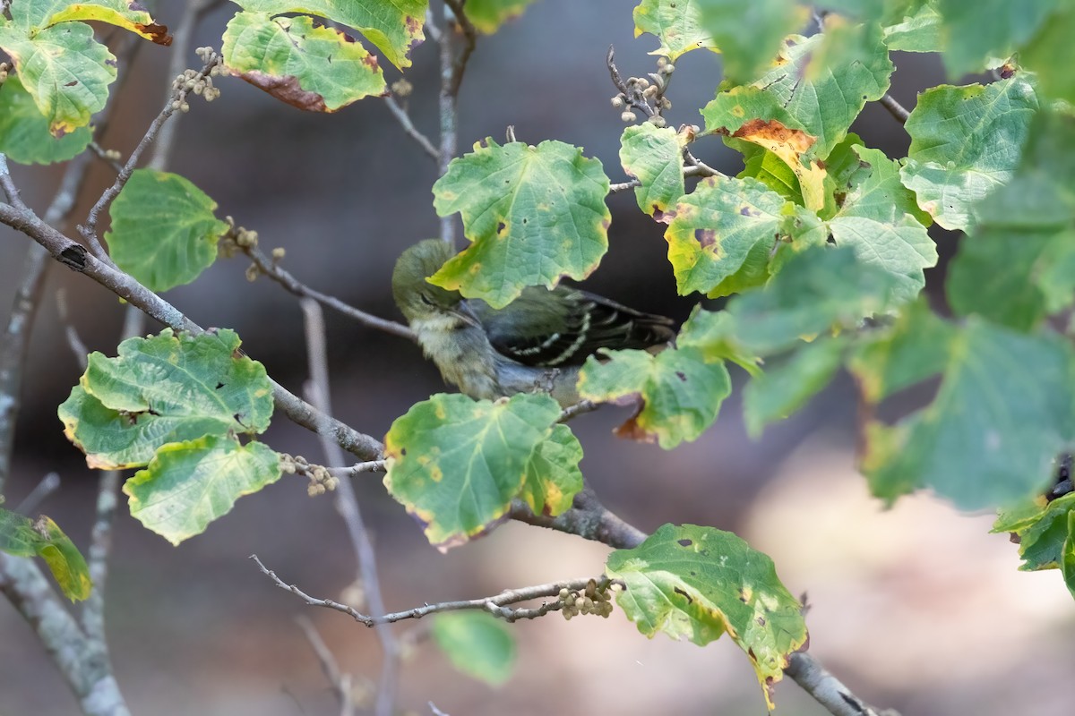 Blackpoll Warbler - ML624620722